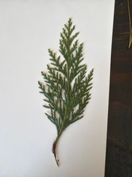Eastern Red Cedar