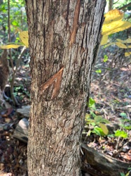Eastern Red Cedar