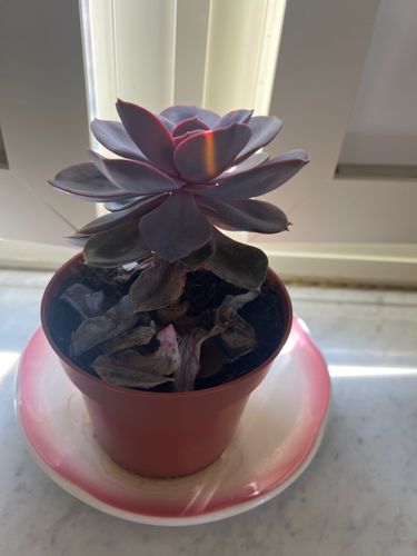 Echeveria 'Perle von Nurnberg'