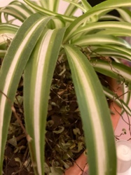 Spider Plant