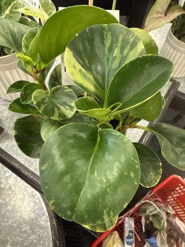 Variegated American Baby Rubber Plant