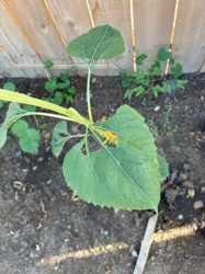 Common Sunflower