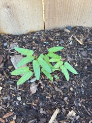 Morning Glory (young plant)