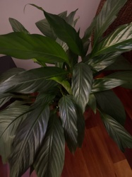 Peace Lily