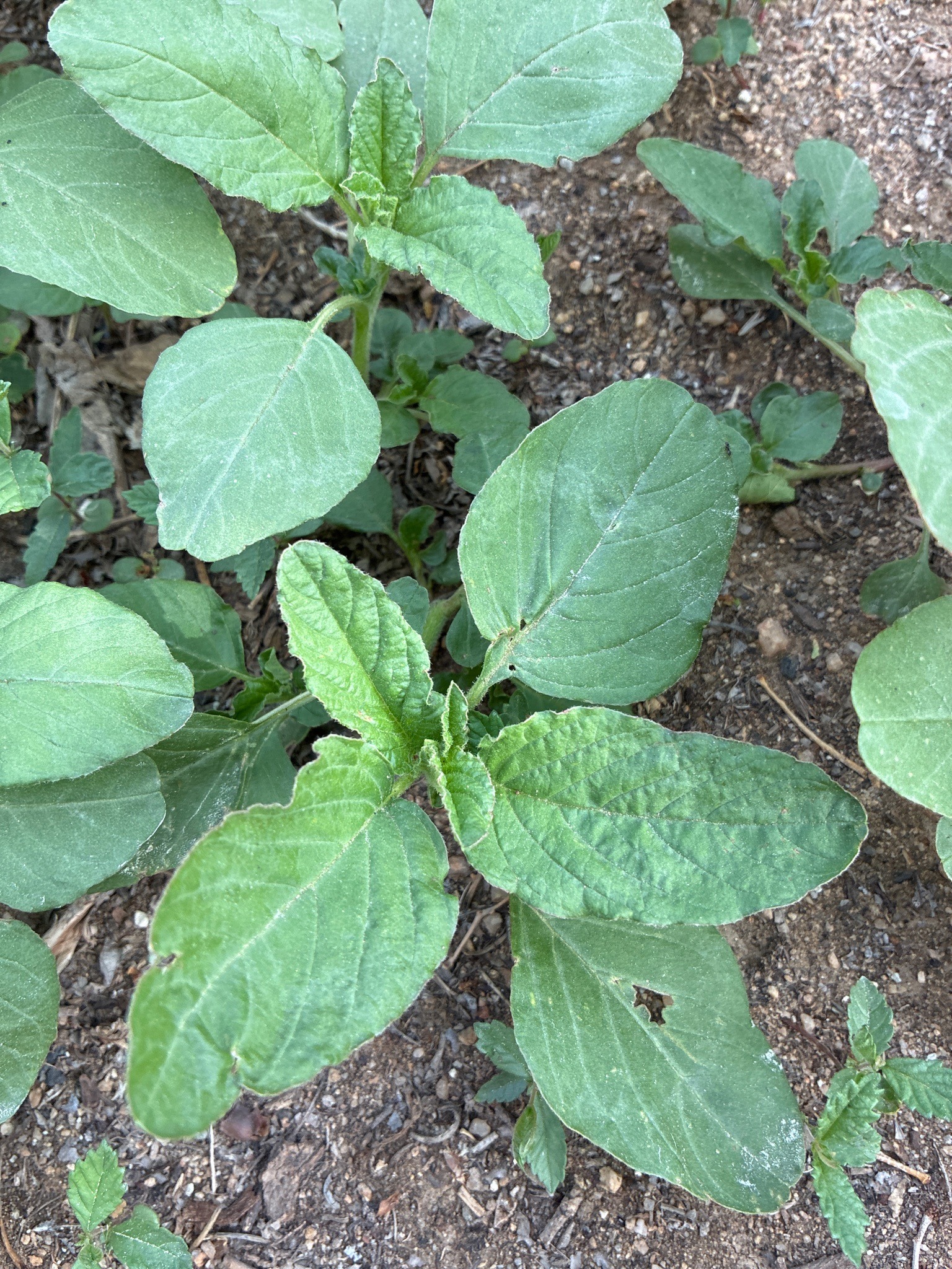 Prostrate Pigweed (or Mat Amaranth)
