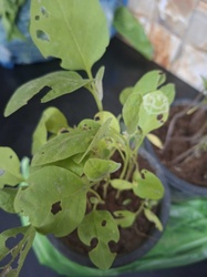 Eggplant (Seedling)