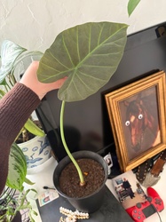 Elephant Ear