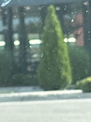 Emerald Green Arborvitae