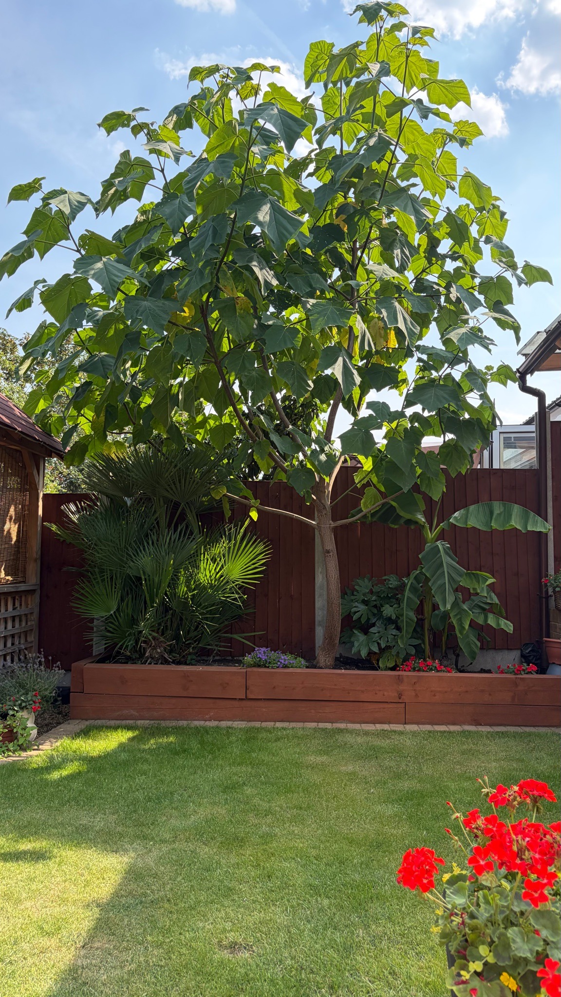 Empress Tree
