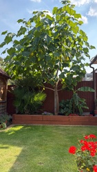 Empress Tree