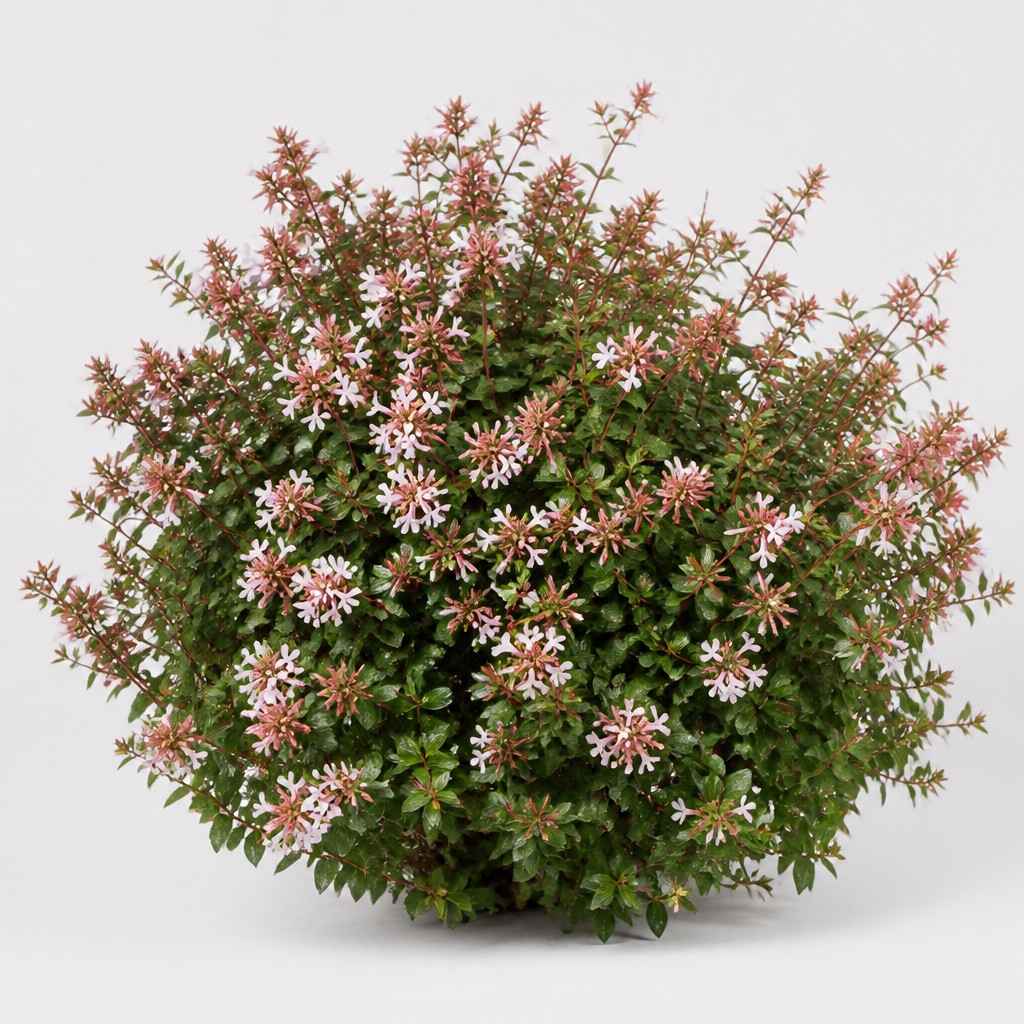 Abelia