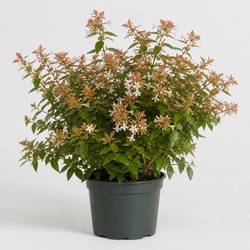 Abelia Identification Guide