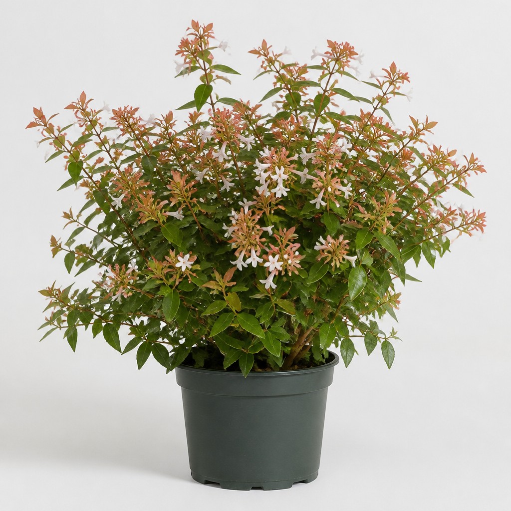 Abelia