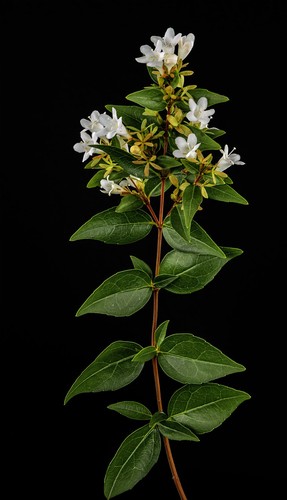 Abelia