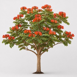 African Tulip Tree Identification Guide