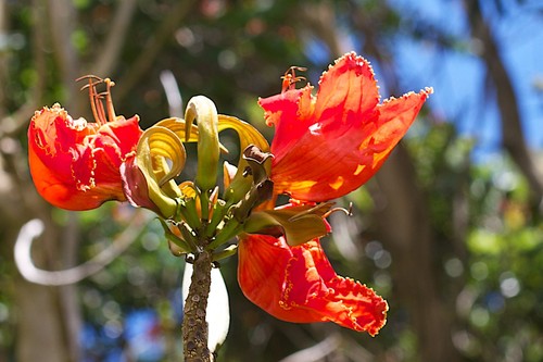 African Tulip Tree