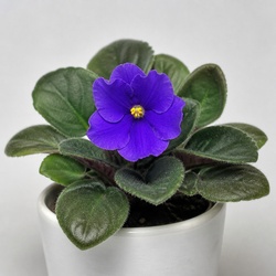 African Violet Identification Guide
