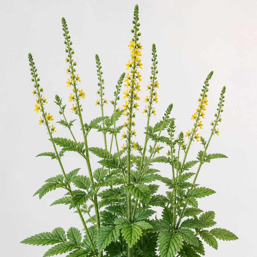 Agrimony