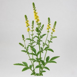 Agrimony Identification Guide