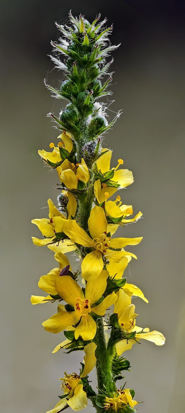 How to Care for Agrimony