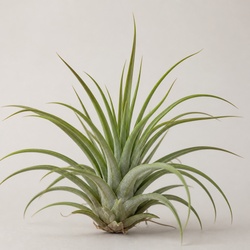 Air Plant Identification Guide