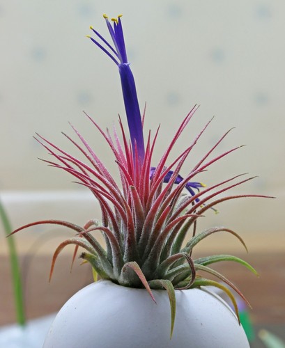 Air Plant