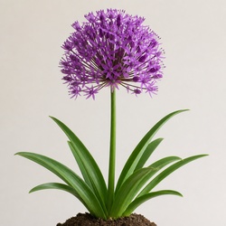 Allium Identification Guide