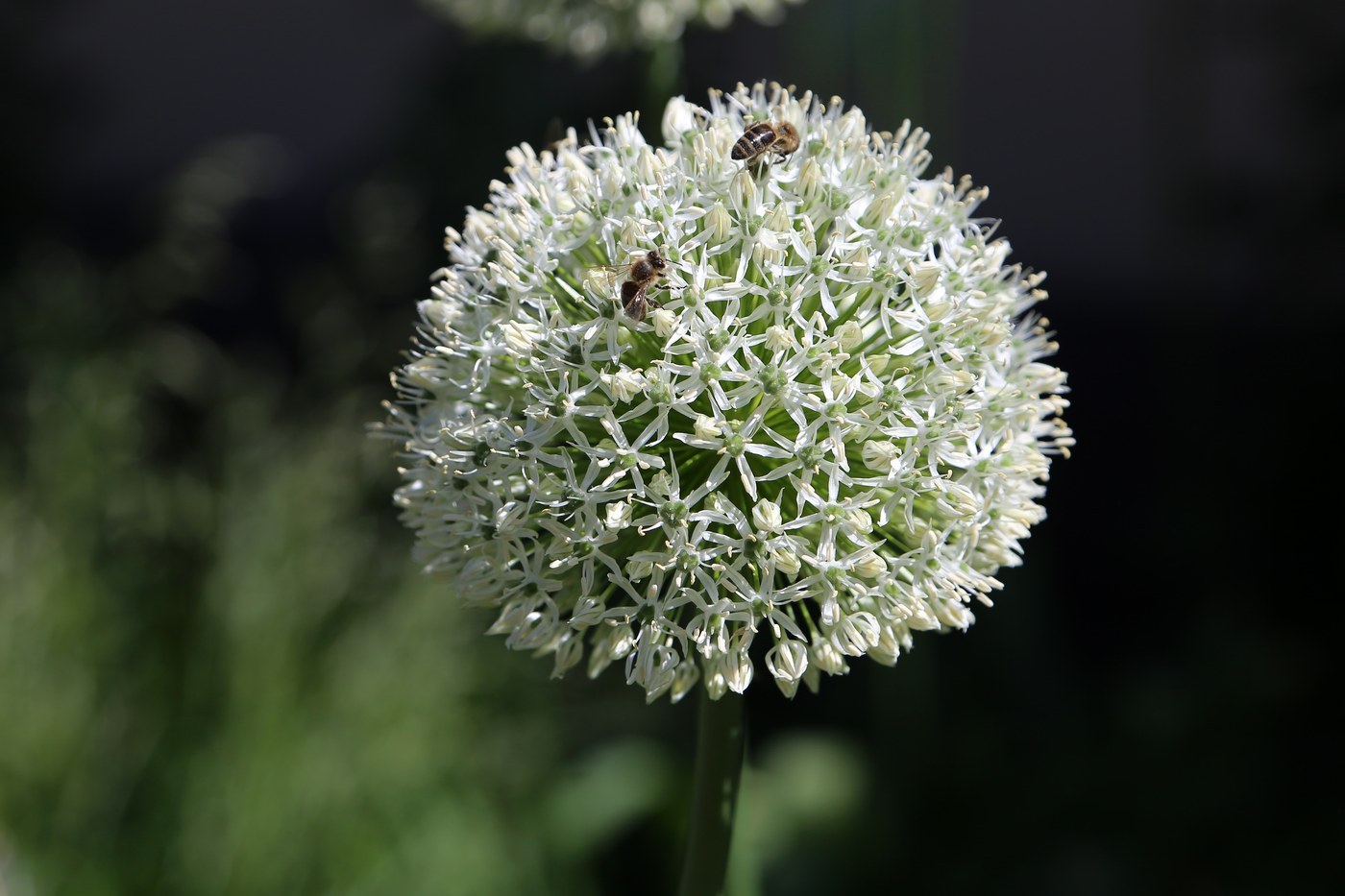 How to Care for Allium