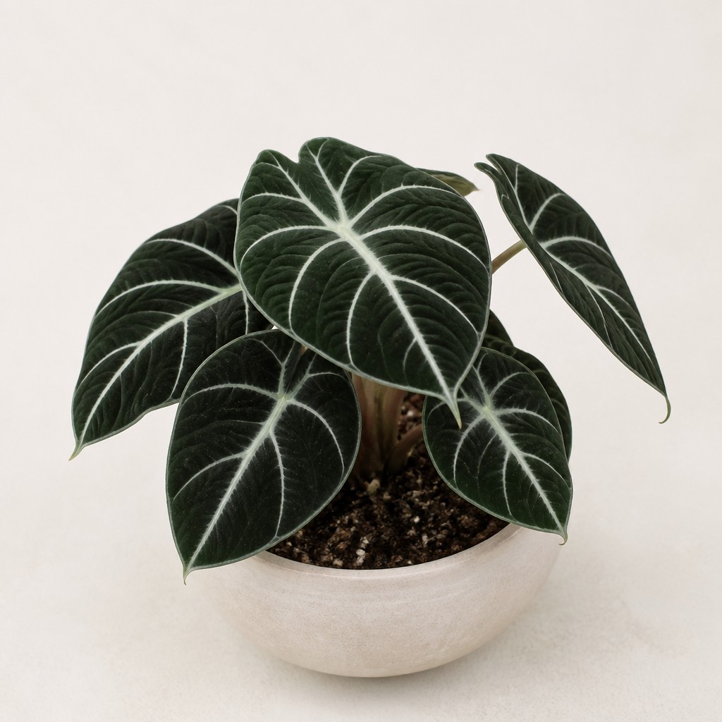 Alocasia Black Velvet