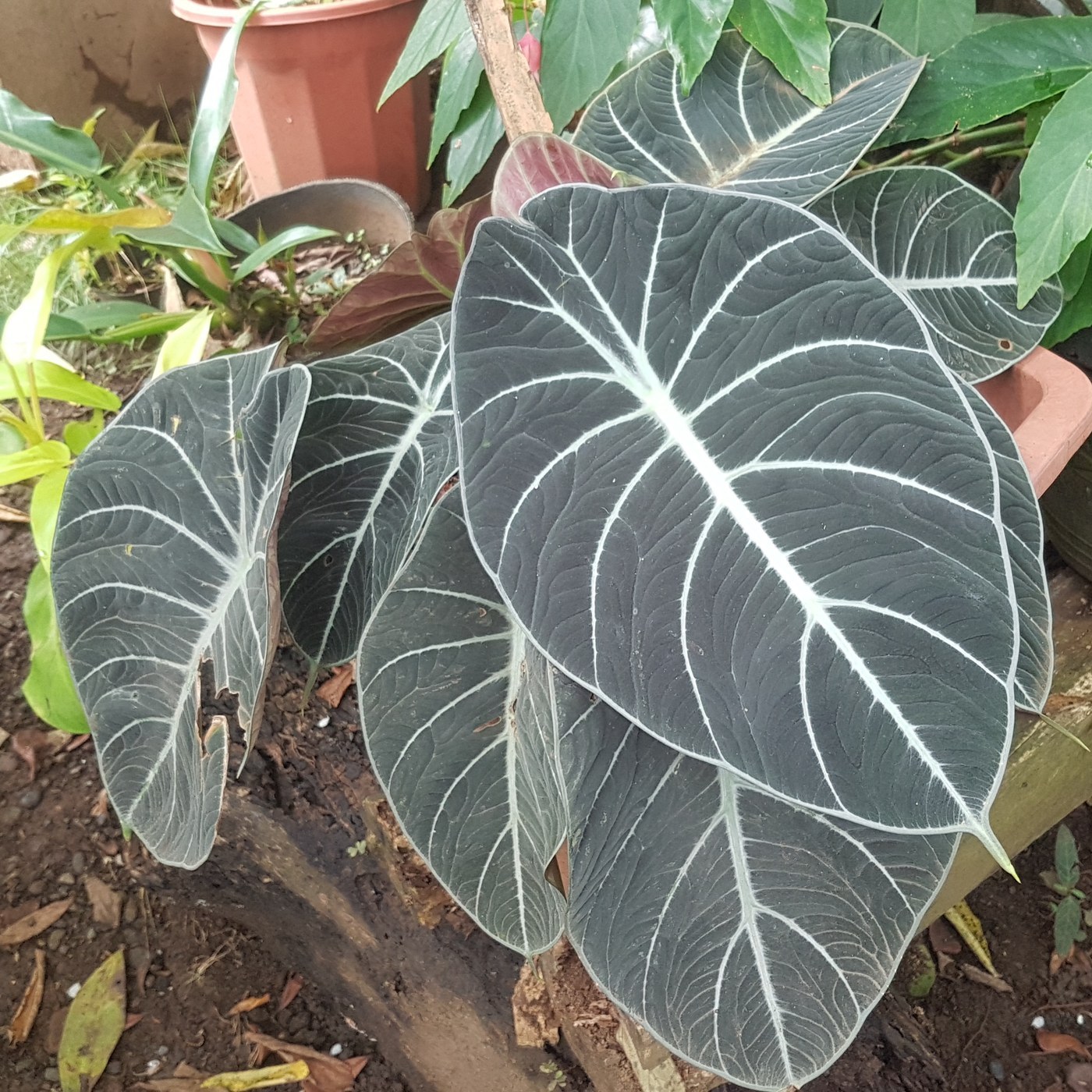 How to Care for Alocasia Black Velvet