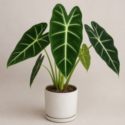 Alocasia Frydek Identification Guide