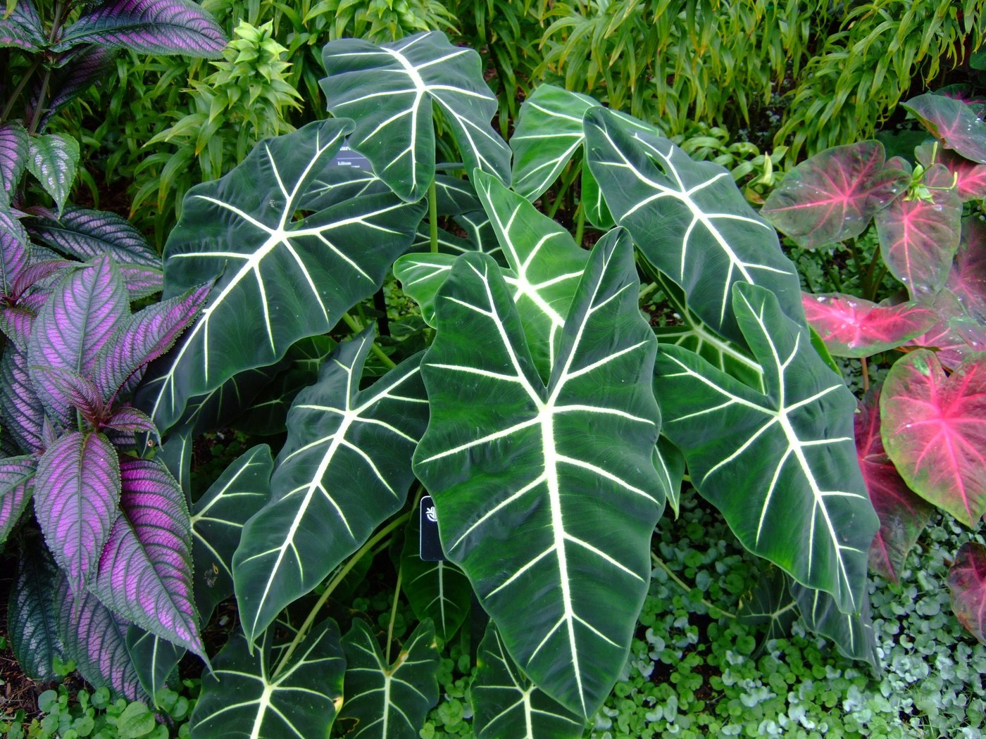 How to Care for Alocasia Frydek