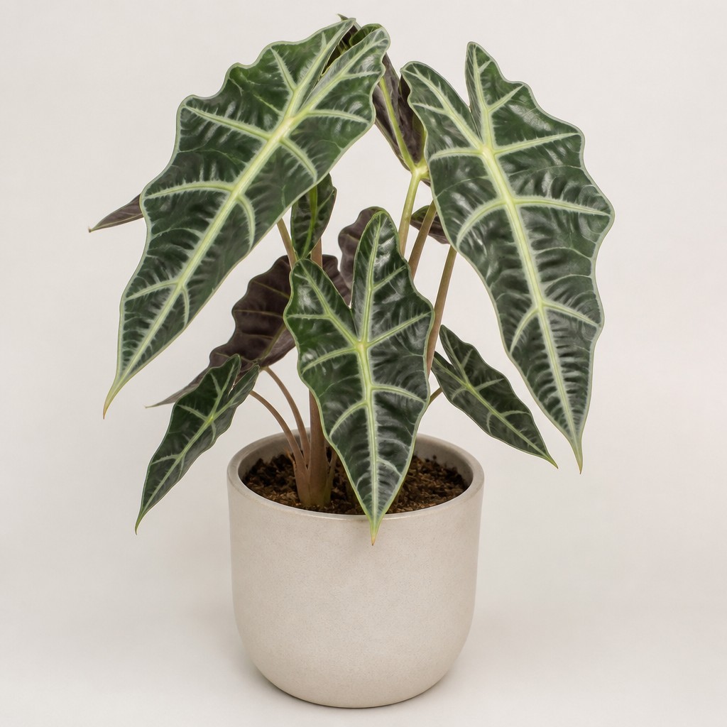 Alocasia Polly