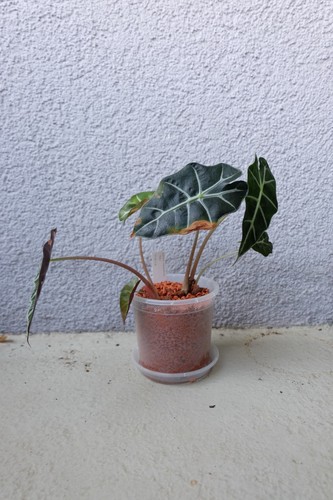 Alocasia Polly