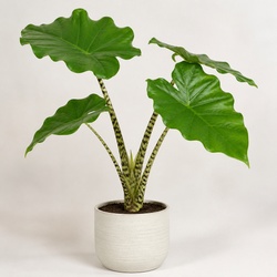 Alocasia Zebrina Identification Guide