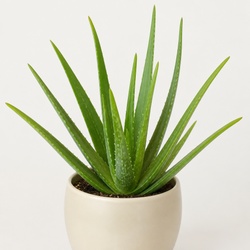 Aloe Vera Identification Guide