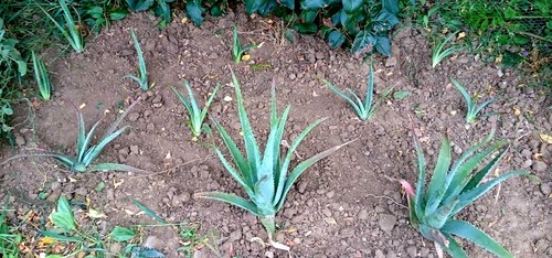 Aloe Vera