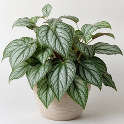 Aluminum Plant Identification Guide