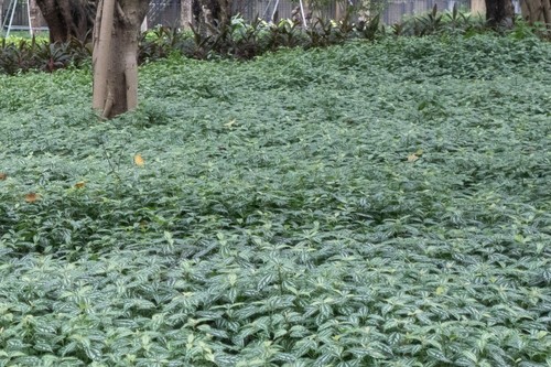 Aluminum Plant