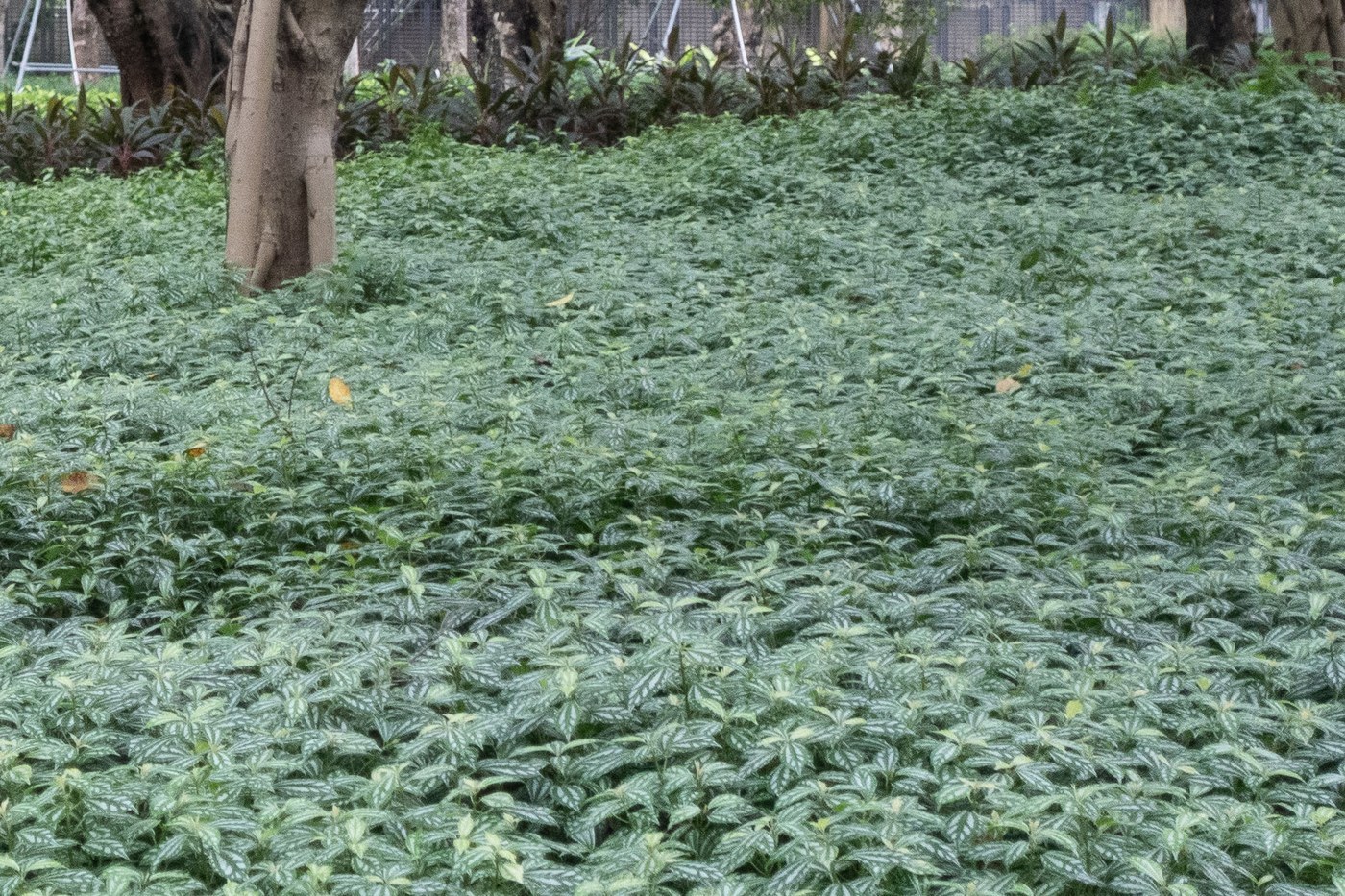 How to Care for Aluminum Plant