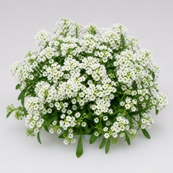 Alyssum Identification Guide