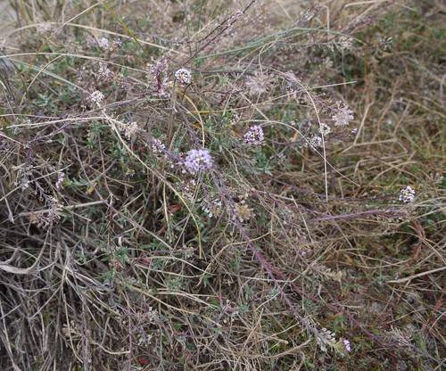 Alyssum
