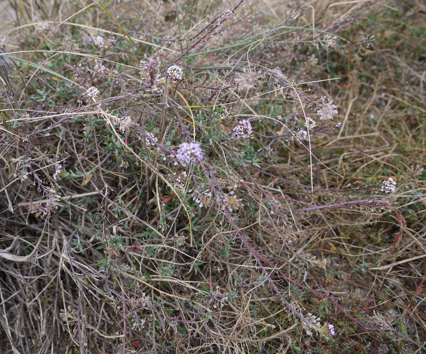 How to Care for Alyssum