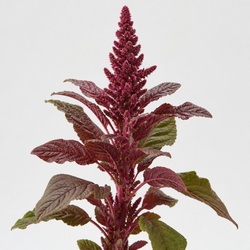 Amaranth Identification Guide