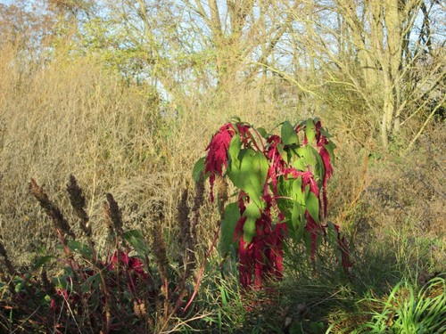 Amaranth