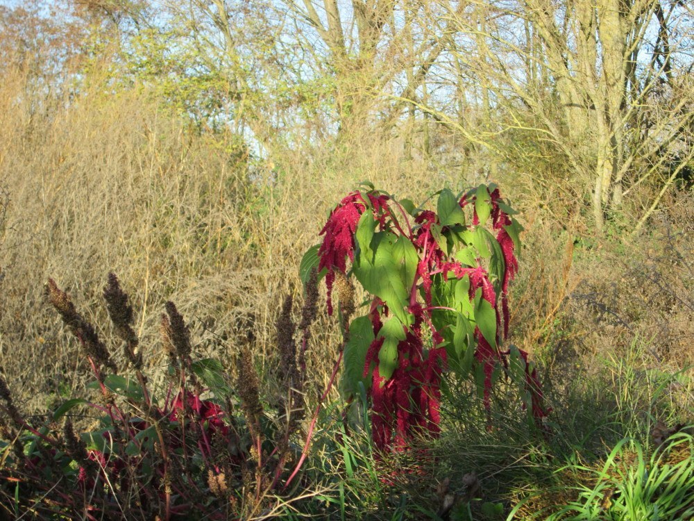 How to Care for Amaranth