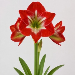 Amaryllis Identification Guide