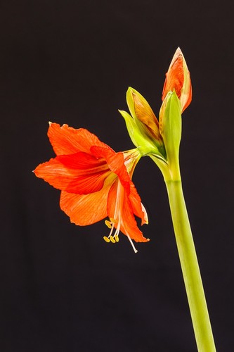 Amaryllis
