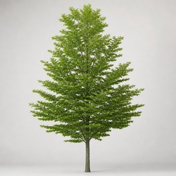 American Beech Identification Guide