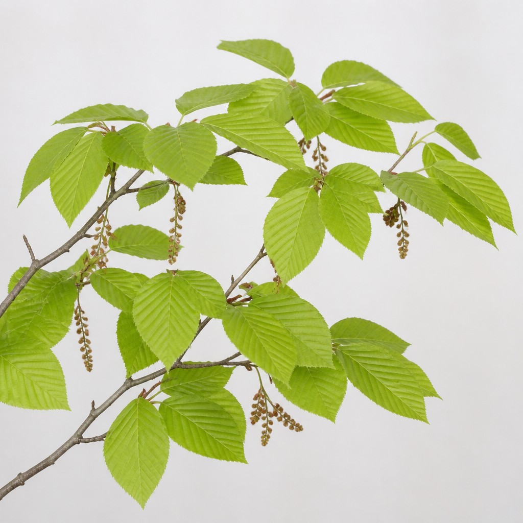 American Beech